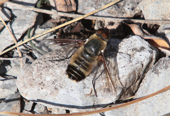 Bombyliidae?